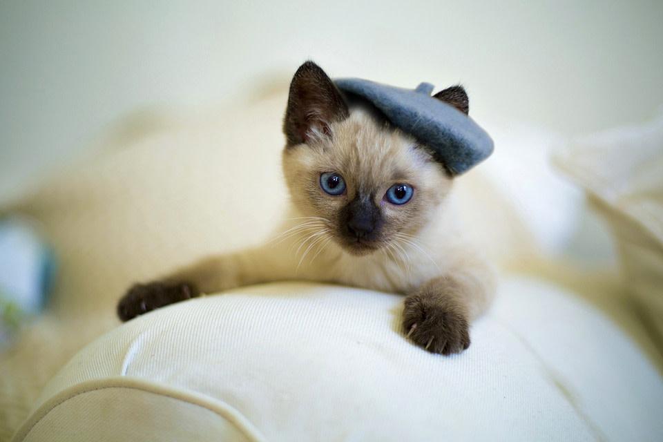 Siamese cat with blue beret sprawled on sofa